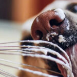 Could Canines Eat Whipped Cream?