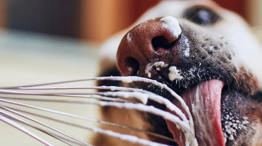 Could Canines Eat Whipped Cream?