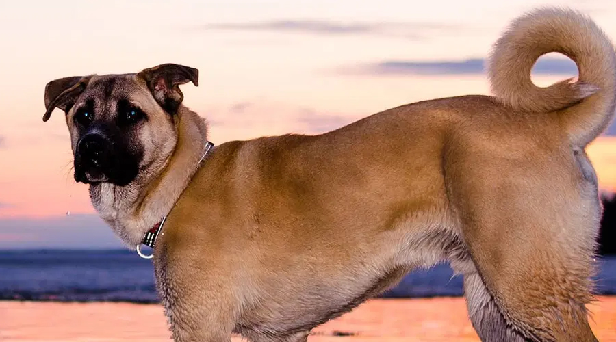 Will Canines Drink Coconut Water?