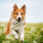 Could Canines Eat Melatonin?