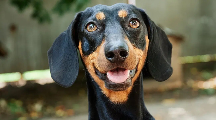 What is a Dachshund’s Disposition?