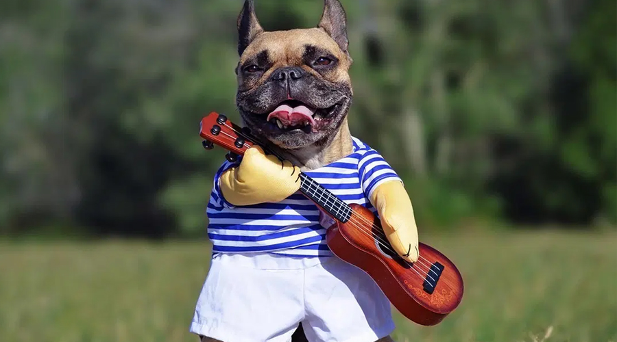 Do Canines Like Music?