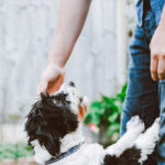 Man Hears His Dog Barking from Afar, Finds It Sitting near an Abandoned Baby – Story of the Day