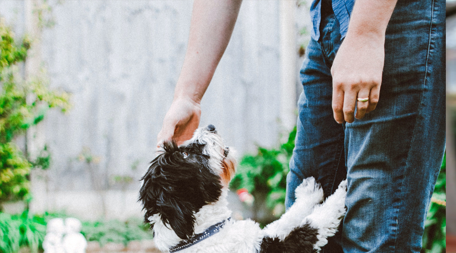 Man Hears His Dog Barking from Afar, Finds It Sitting near an Abandoned Baby – Story of the Day