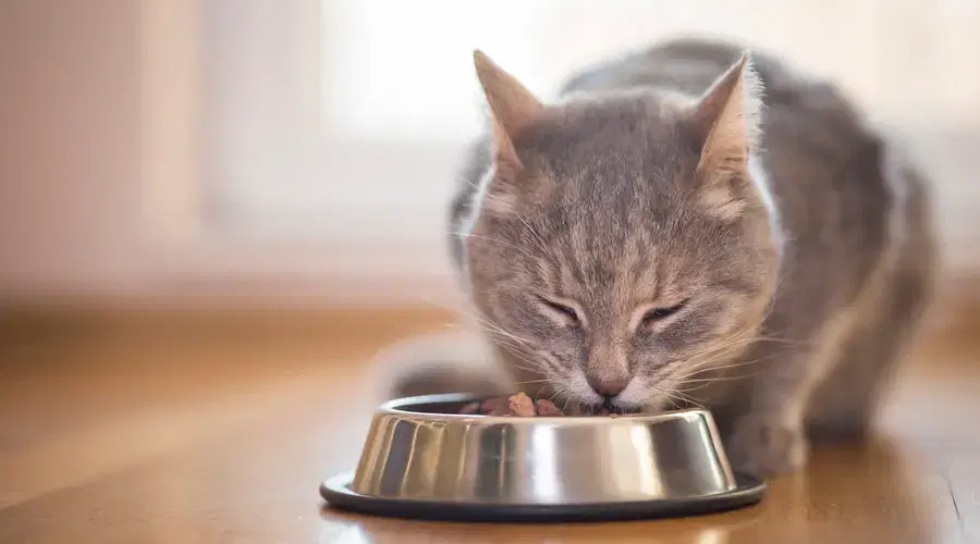 Could Felines Eat Bread?