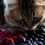 Will Felines Eat Berries?