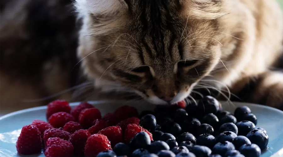 Will Felines Eat Berries?