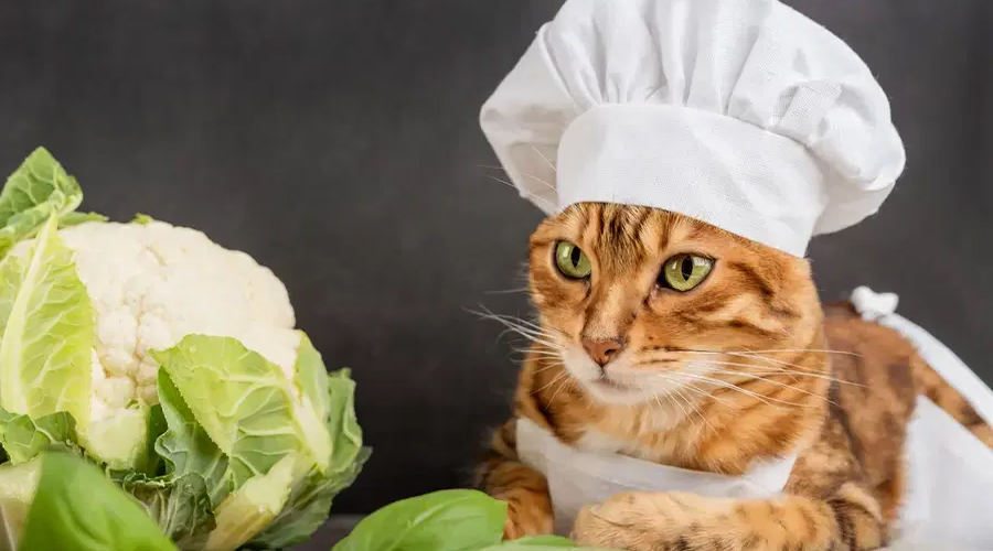 Could Felines Eat Vegetables?