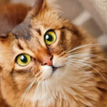 Why Does My Cat Stare at Me? Unraveling the Mystery Behind Feline Gazes