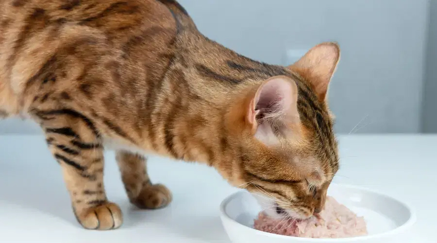 Could Felines Eat Dark Beans?