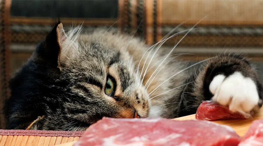 Will Felines Eat Beef?