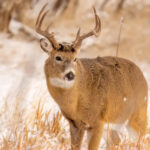 3 BEST PLACES TO DEER HUNT IN JANUARY