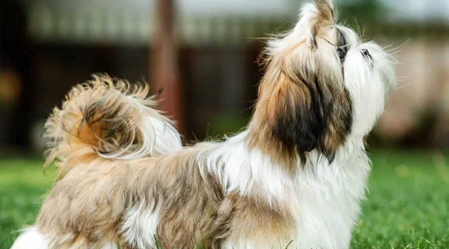 Do Shih Tzus Shed?