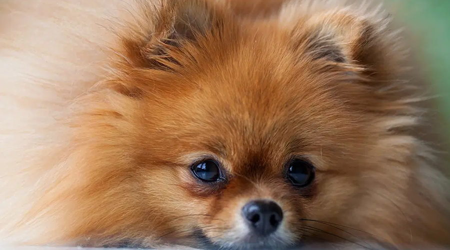 Do Pomeranians Shed?