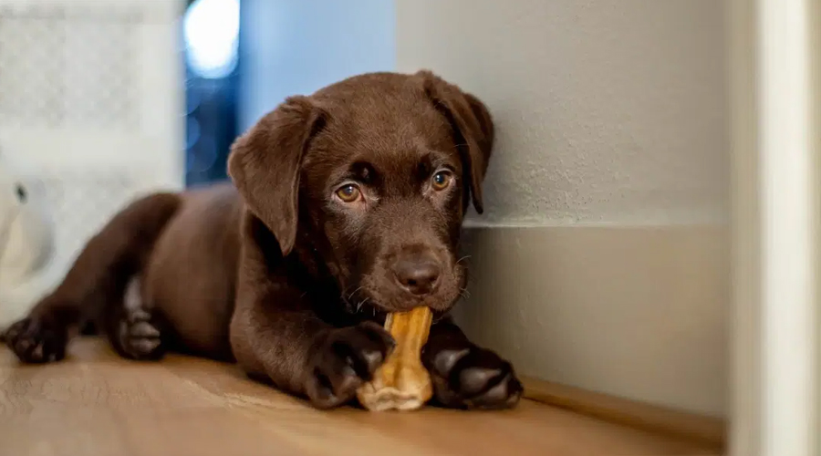 5 Things You Really want to Be familiar with Your New Little dog