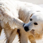 The Complete Guide to Limber Tail Syndrome in Dogs