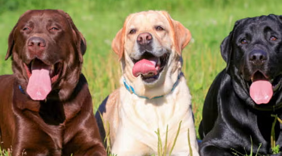 Which Canine Variety Lives the Longest?