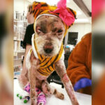 Dog severely injured after being set on fire by owner