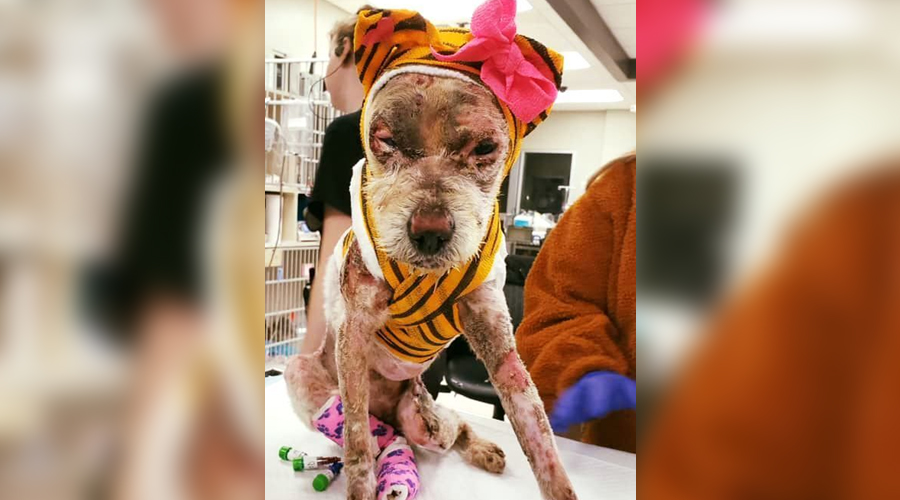 Dog severely injured after being set on fire by owner