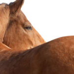Factors That Affect Your Horse’s Back Function
