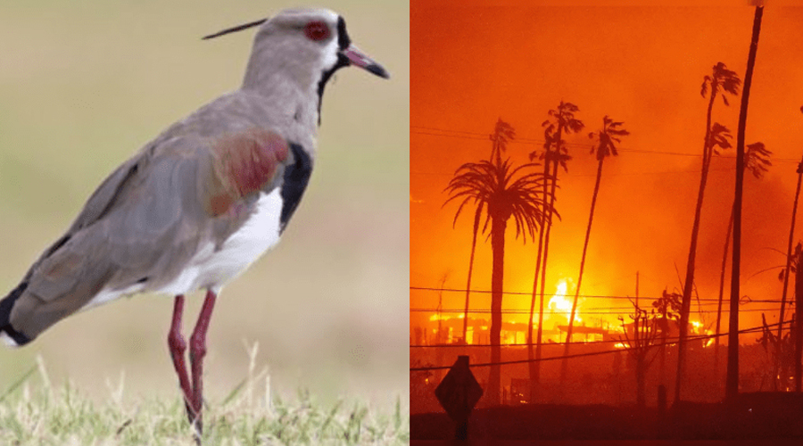 Los Angeles, fire and viral video of a bird spewing fire from its mouth raised questions, investigation continues