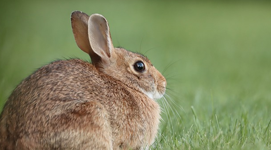 Bunnies: Propensities, diet and different realities