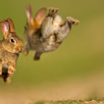 10 HOPPING FUN RABBIT FACTS!