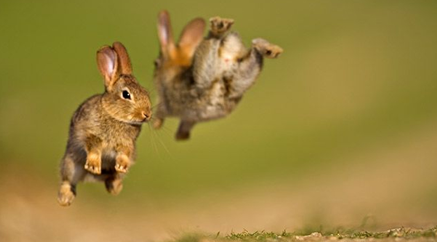 10 HOPPING FUN RABBIT FACTS!