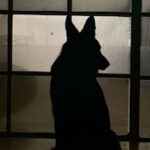 “The Haunted House and the Dog Who Knew the Truth: Paranormal or Pure Instinct?”