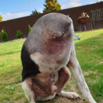 Perplexing picture of ‘headless’ dog leaves people baffled
