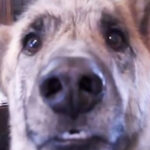 Owner tells Dog that he Ate all the Food, Turn Up The Volume — We Still Can’t Stop Laughing (VIDEO)