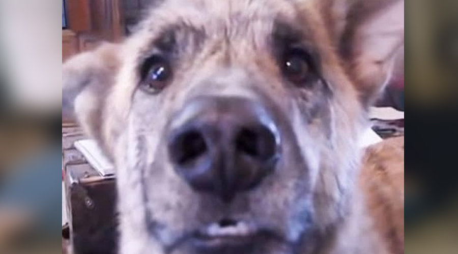 Owner tells Dog that he Ate all the Food, Turn Up The Volume — We Still Can’t Stop Laughing (VIDEO)