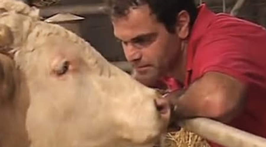 Bull was chained up his whole life – now watch when this animal hero cuts the lock…