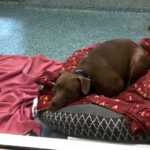 AFTER 1,500 DAYS IN A SHELTER SHE WONDERS IF SHE’LL EVER FIND A HOME