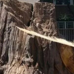 Neighbor Got Jealous of Our 200-Year-Old Tree and Chopped It Down While We Were on Vacation