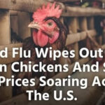 Twenty Million Chickens Are Killed By Bird Flu in the US, Which Also Drives Up Egg Prices Nationwide