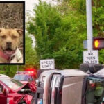 Girl Dies In Car Crash, What Officer Found Near Wreck Has Him Driving Hundreds Of Miles