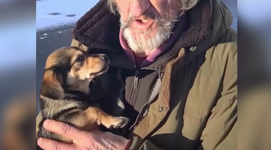 Homeless Man Asked Me to Take His Dog – A Month Later, I Received a Mysterious Letter