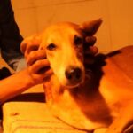 From Fear to Joy: Dog’s Life Transformed After Tumor Removal