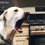 Our Dog Wouldn’t Stop Barking at the Thanksgiving Turkey — When I Finally Checked It, I Called the Police