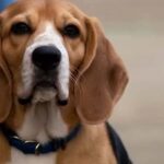 Two-Legged Rescue Dog Overcomes Limits and Seeks a Forever Home