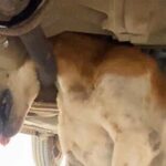 Dog’s Wild Chase Ends With Head Stuck, Then a Second Rescue Call