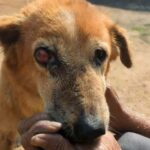 One-Eyed Survivor: Dog Finds Love After Roadside Trauma