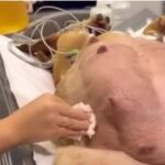 A Pregnant Dog’s Miraculous Journey: How She Found Help at My Gate After 63 Days