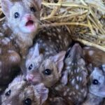 Gang finds unusually spiky creatures in nest – takes a closer look and jaws drop when they realize what kind of animals they are