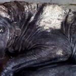 From Fear to Hope: Dog’s Fight Against Mange and Maggots