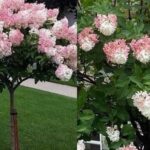Growing a Stunning Hydrangea Tree: Essential Tips and Tricks