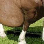 A Mysterious Case: The Horse That Refused to Give Birth
