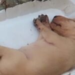 Starving Puppy Collapses from Exhaustion—Then a Stranger Changes Everything