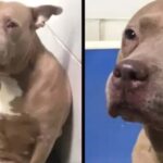 Heartbroken Pitbull Mom Sheds Tears After Being Left Alone Without Her Puppies